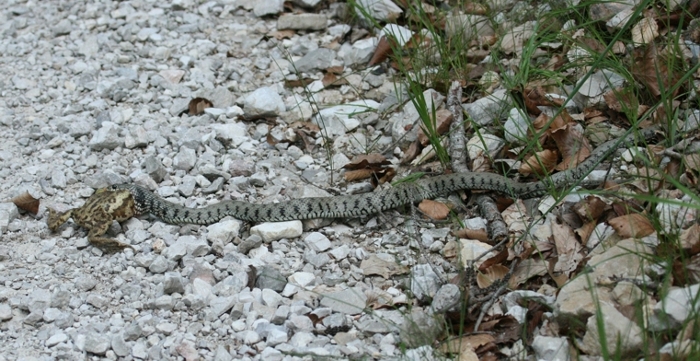 Rettile in predazione da identificare - Natrix natrix